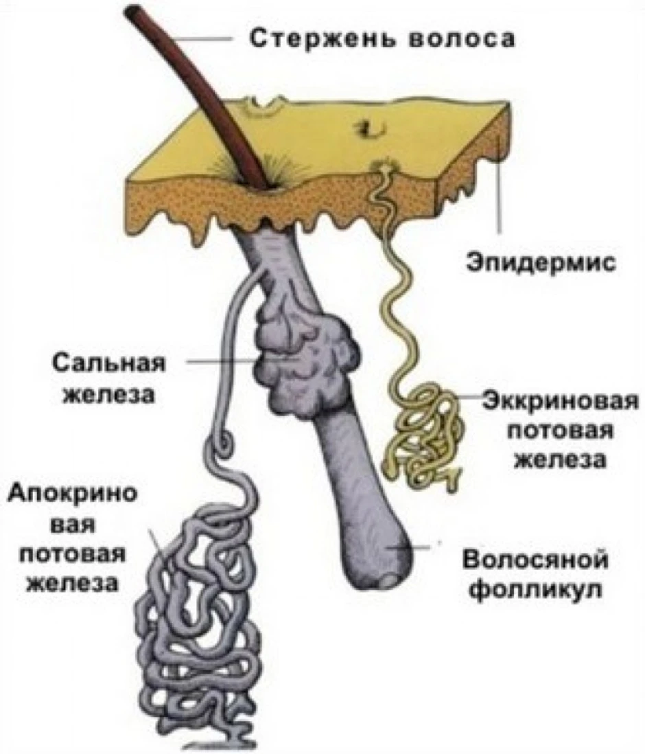 Строение железа. Строение кожи потовая железа. Потовые и сальные железы строение. Апокриновые железы строение. Потовые железы в коже человека.