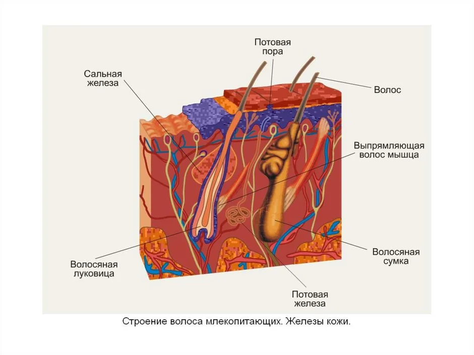 На рисунке потовая железа обозначена цифрой