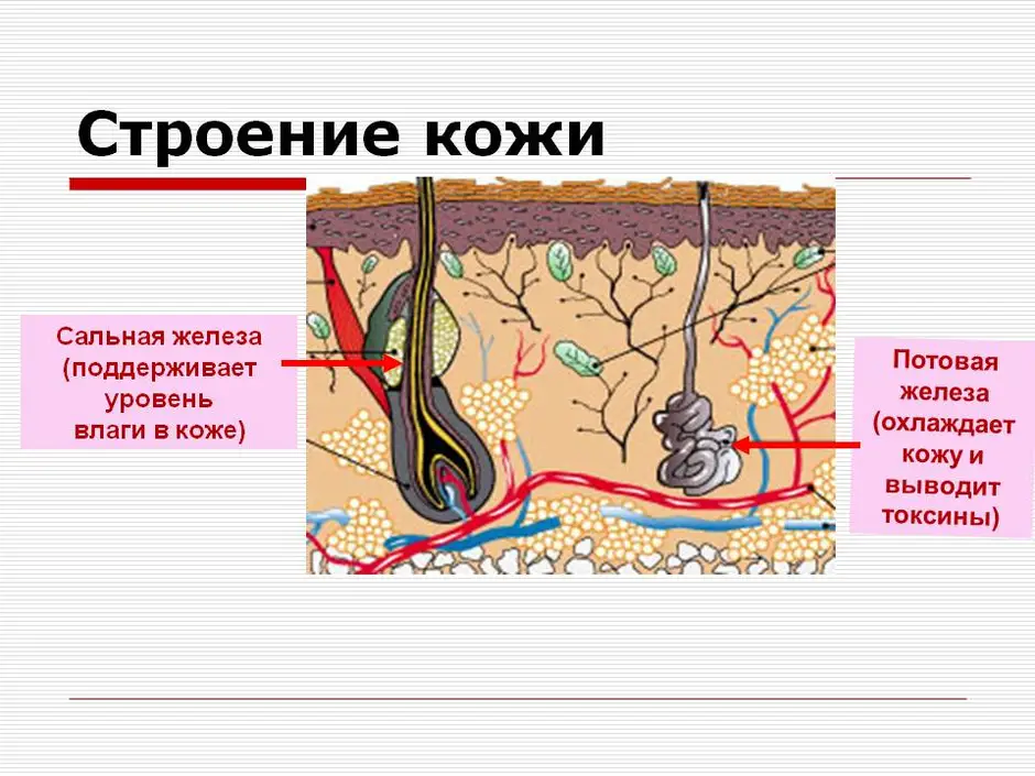 Сальная железа рисунок