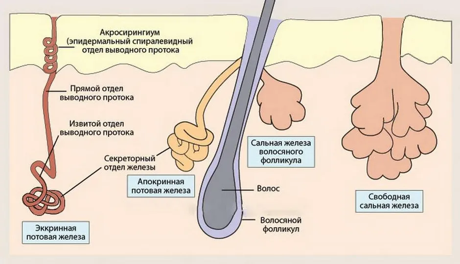 Сальная железа на рисунке