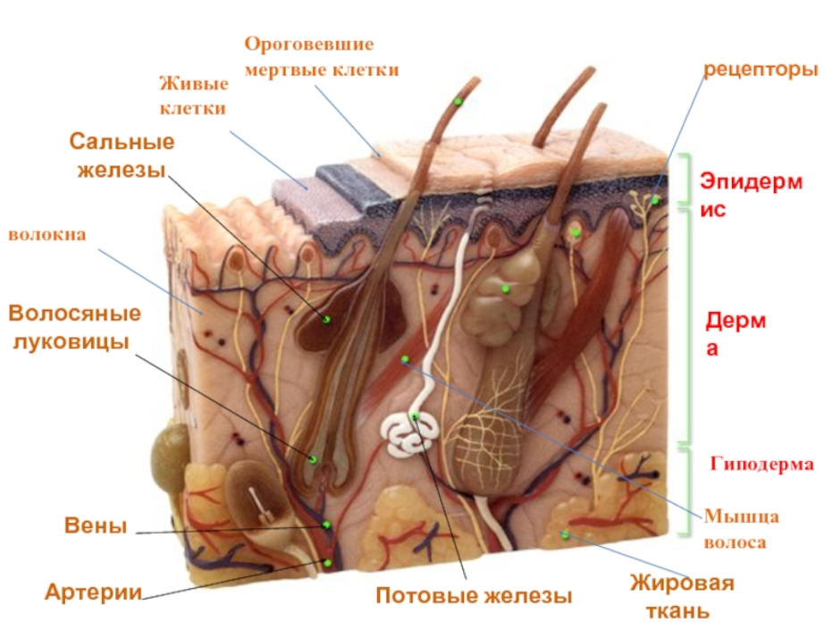 Определи какой цифрой обозначена на рисунке сальная железа