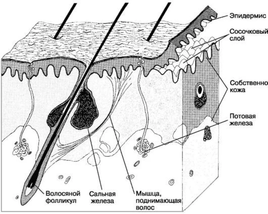 Рисунок сальной железы. Кожный Покров гистология. Строение дермы потовые железы. Строение кожи и ее производных. Производные кожи потовые и сальные железы.