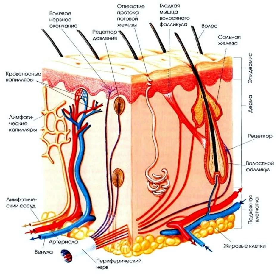Сальная железа рисунок кожи