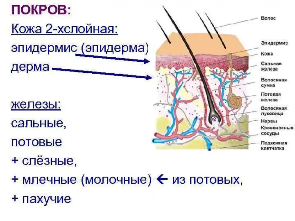 Сальная железа рисунок кожи