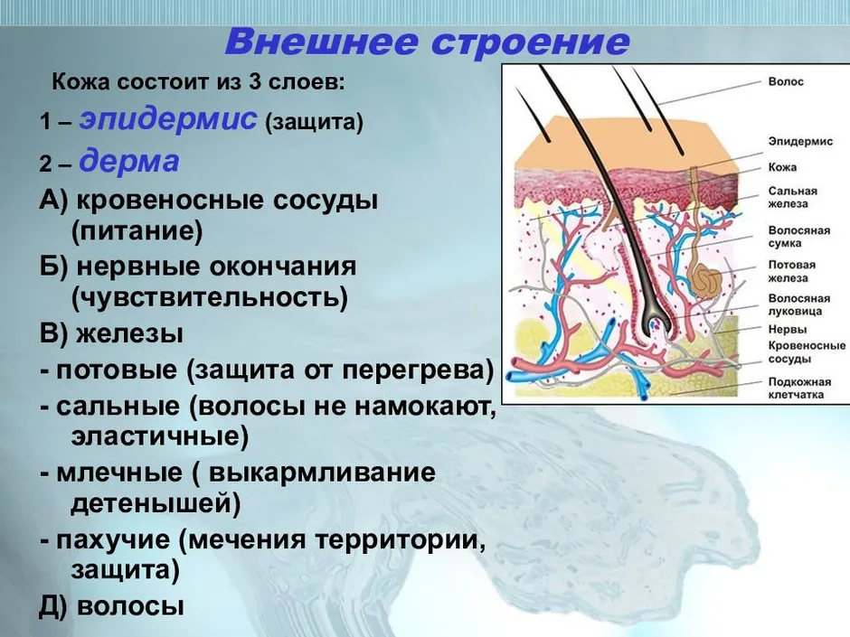 Сальная железа рисунок кожи