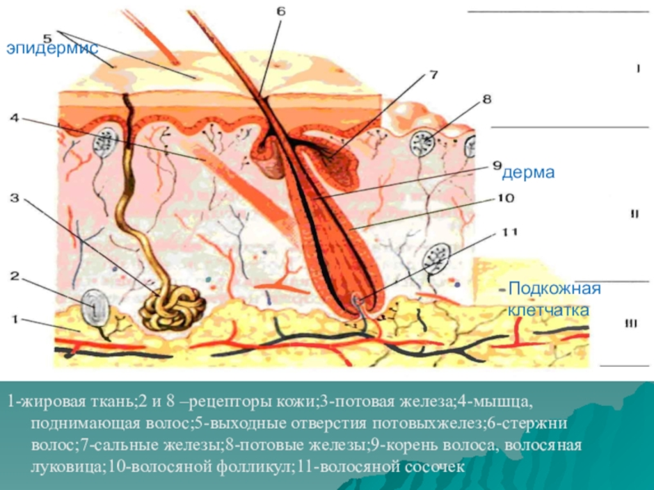 Определи какой цифрой обозначена на рисунке сальная железа