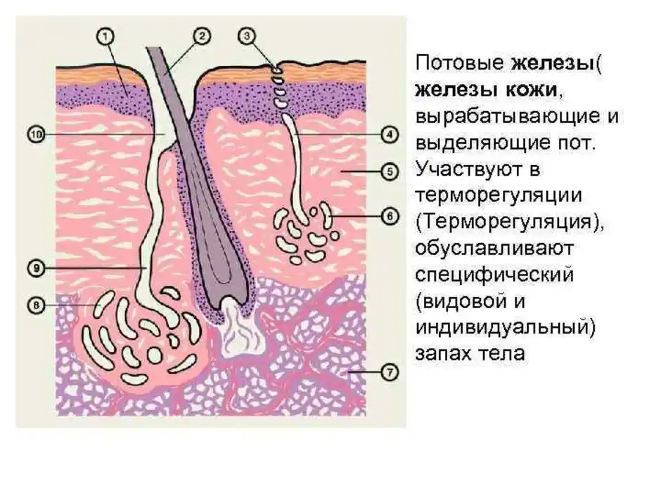 В каком слое кожи находятся железы. Апокриновые потовые железы строение гистология. Потовые железы кожи гистология. Потовая железа гистология рисунок. Сальная железа и потовая железа на препарате.