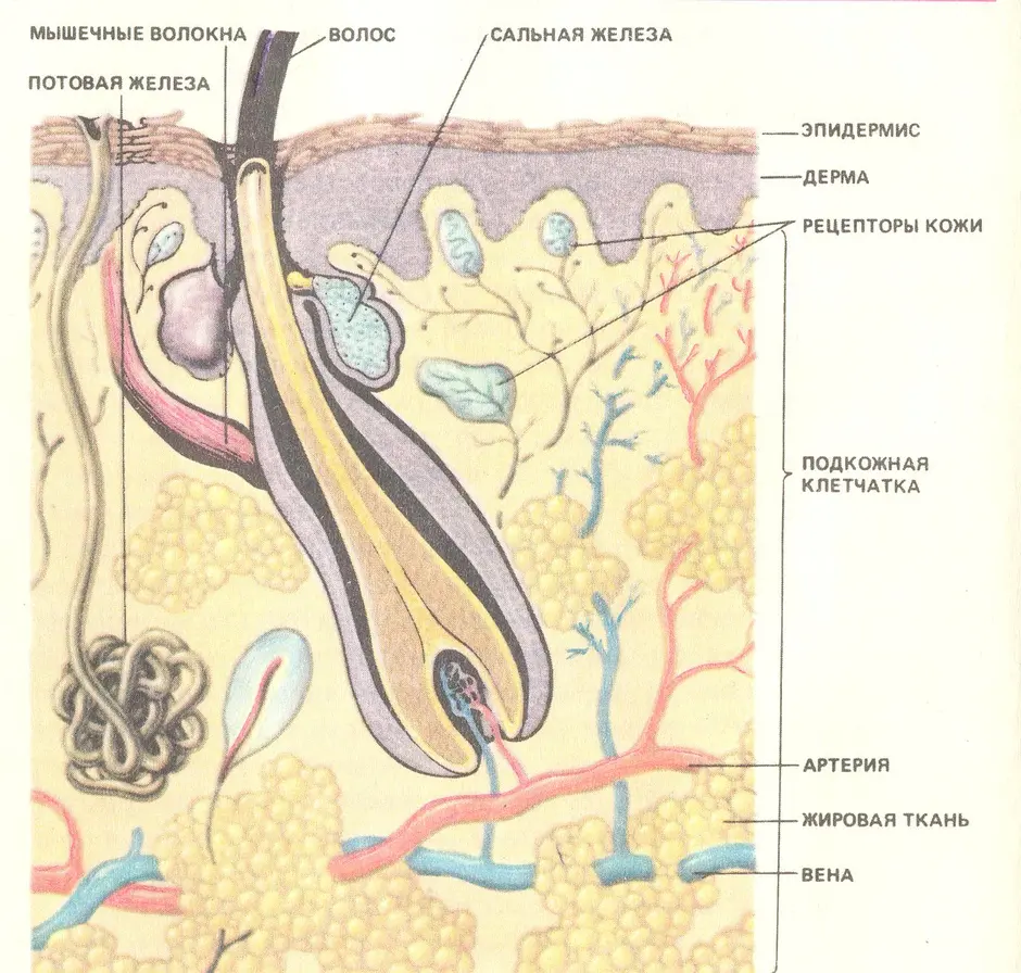 Кожные железы. Структура кожи сальная железа. Потовые и сальные железы кожи. Строение потовой железы кожи человека. Сальные железы кожи анатомия.