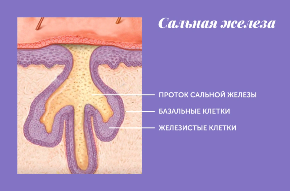 Сальная железа рисунок кожи