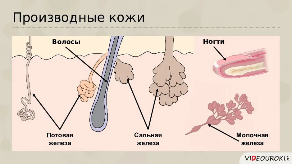 Сальная железа на рисунке