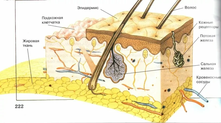 Сальная железа рисунок