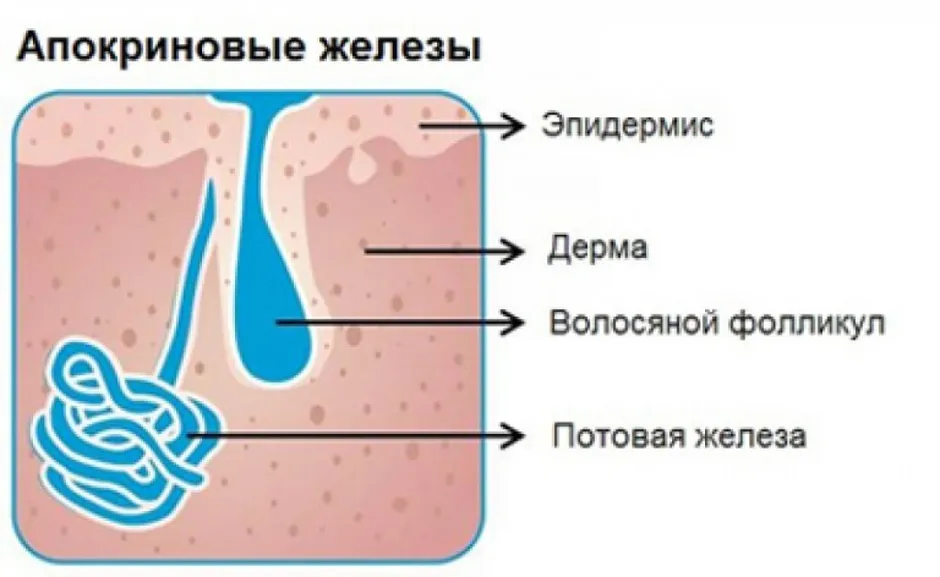 Потовые железы рисунок