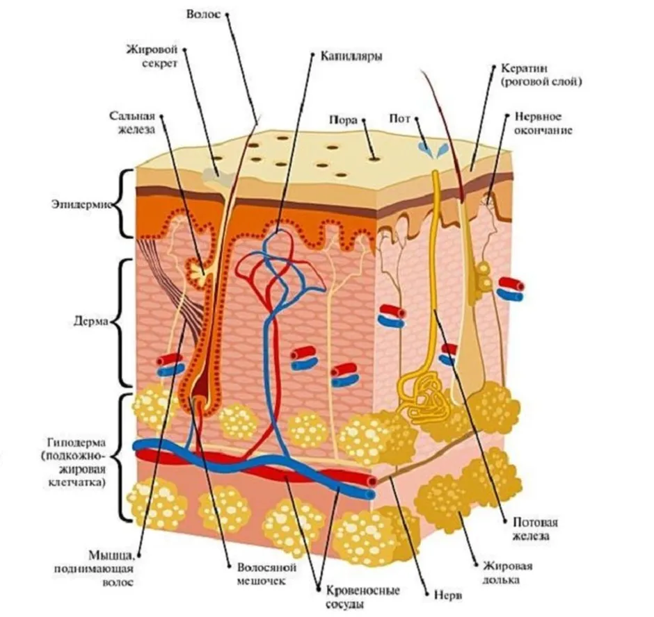 Строение кожи рисунок 8 класс с подписями