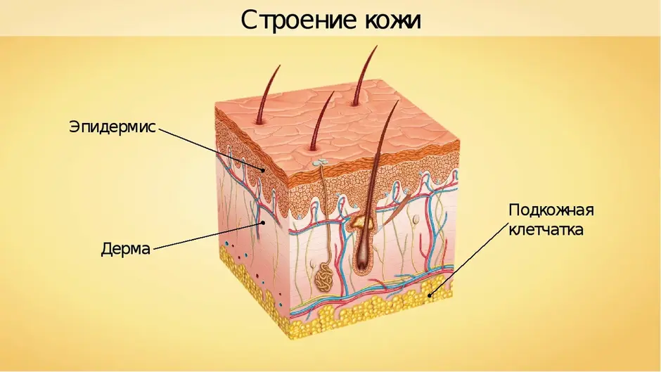 Структура эпидермиса схема картинка