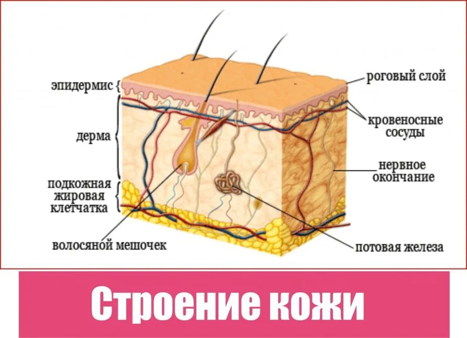 Слои кожи рисунок