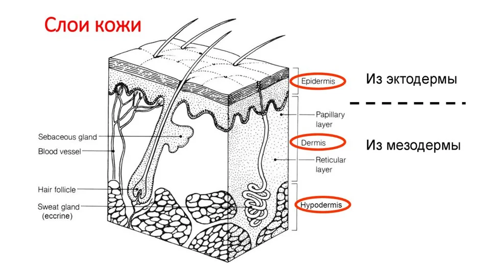 Строение кожи черно белый рисунок