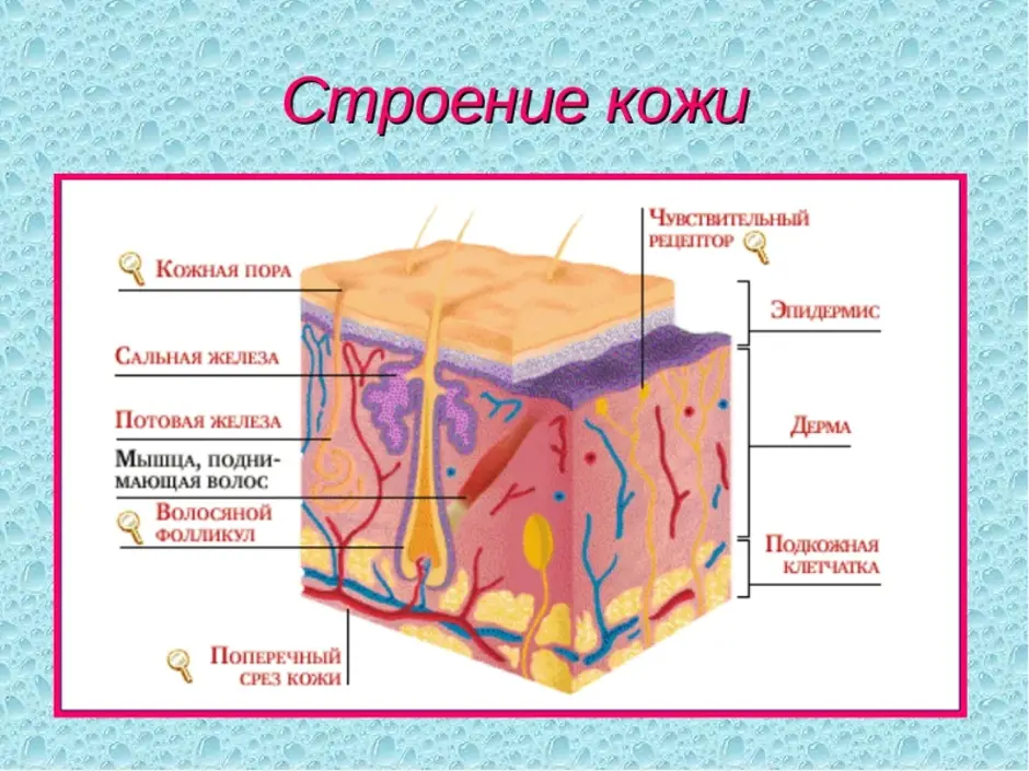 Выберите три верно обозначенные подписи к рисунку на котором изображено строение кожи рецептор мышца