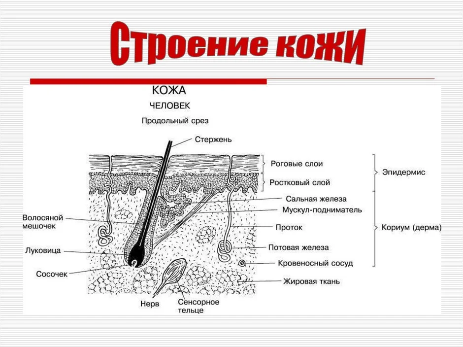 Схема строения кожи млекопитающих