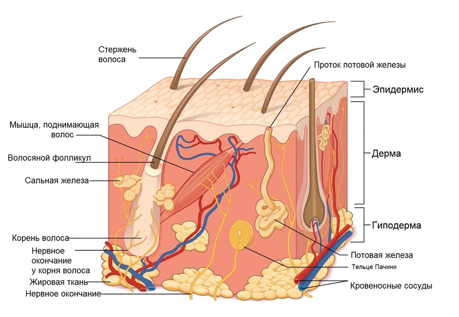 Строение волоса рисунок