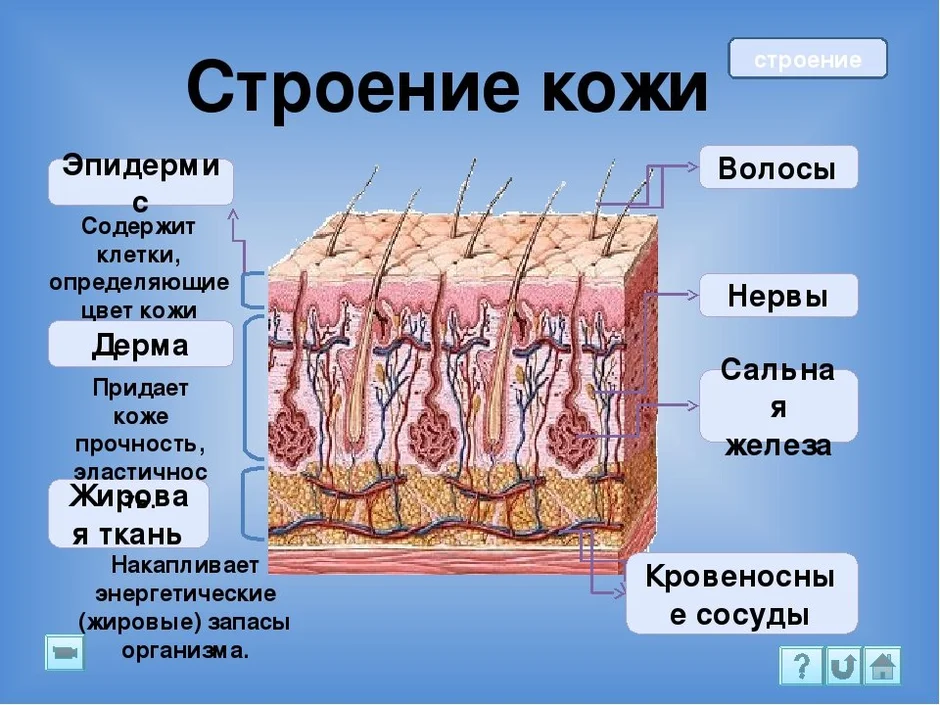 Выберите три верно обозначенные подписи к рисунку на котором изображено строение кожи