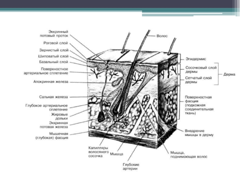 Слои кожи рисунок с подписями