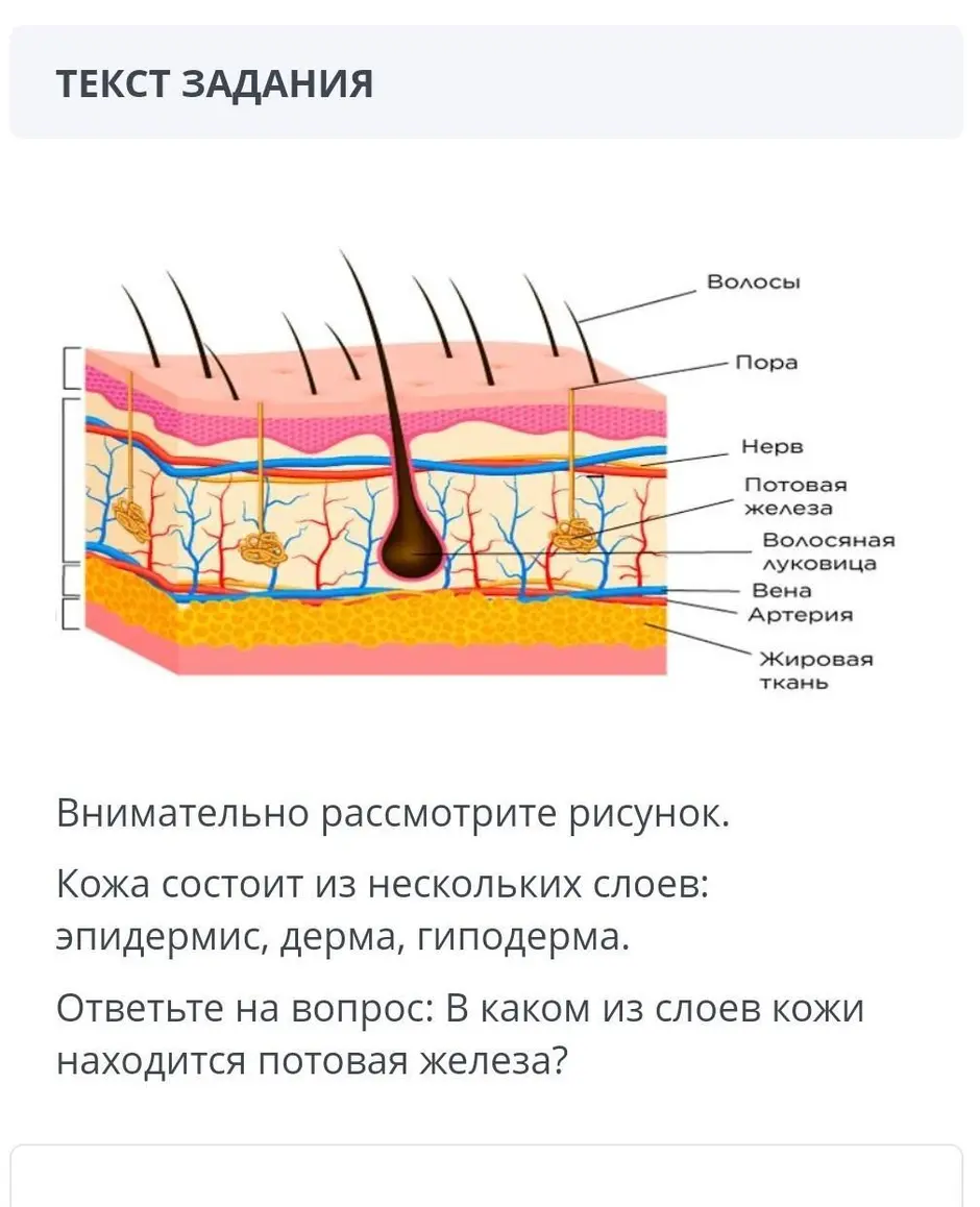 Соотнеси структуры и слои кожи с номерами под которыми они обозначены на рисунке