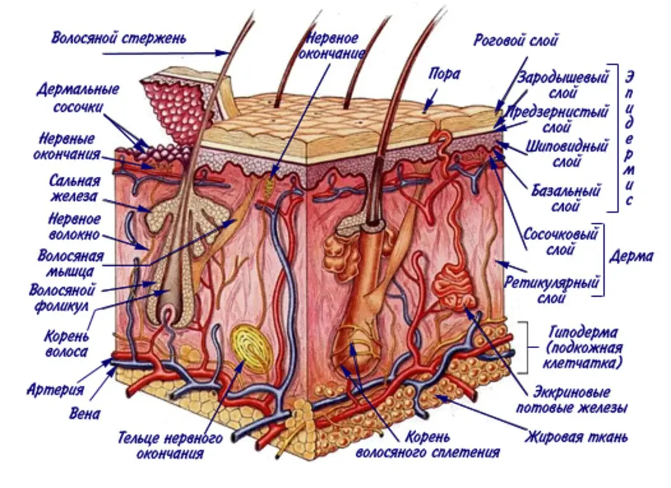 Структура эпидермиса схема картинка