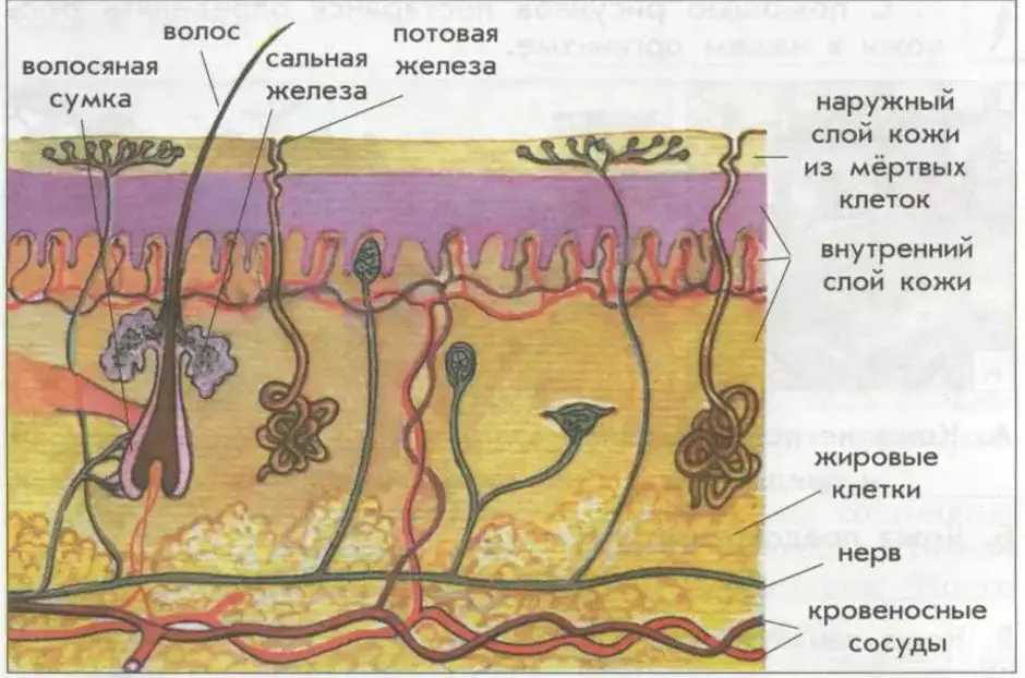 Кожа человека 8 класс презентация