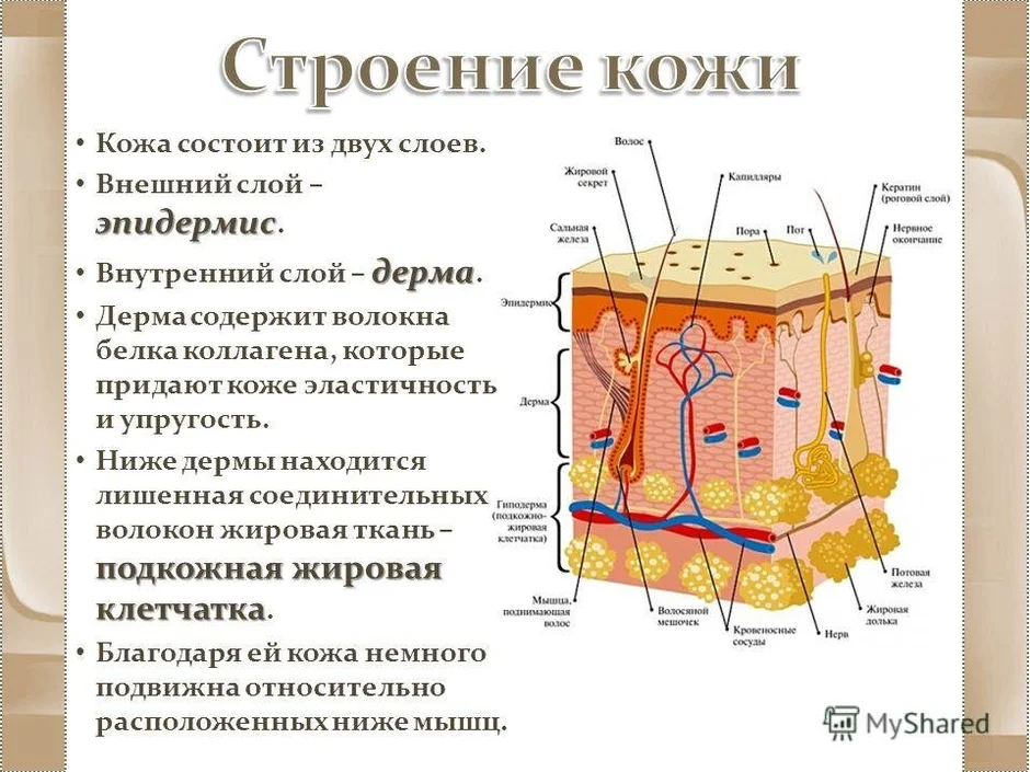 Соотнеси структуры и слои кожи с номерами под которыми они обозначены на рисунке