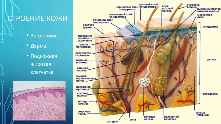 Рисунок части кожи