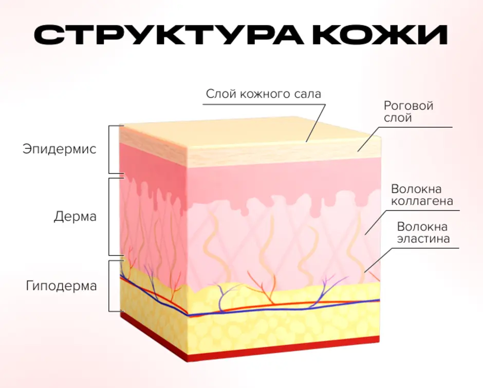 Назовите слои кожи человека обозначенные на рисунке буквами а и в укажите функции которые они