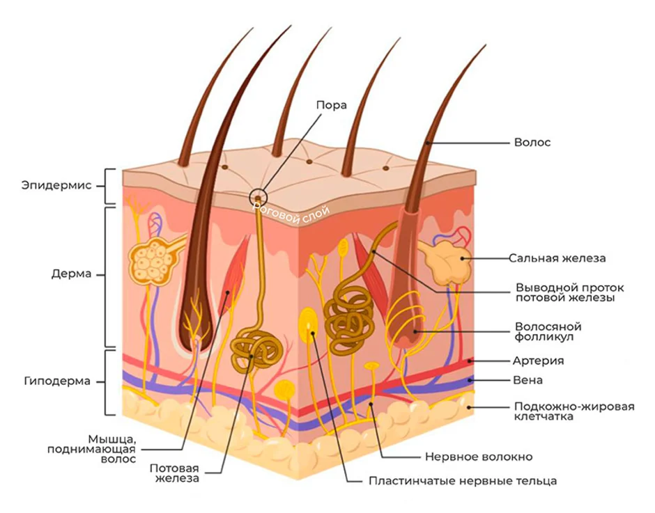 Слои кожи рисунок