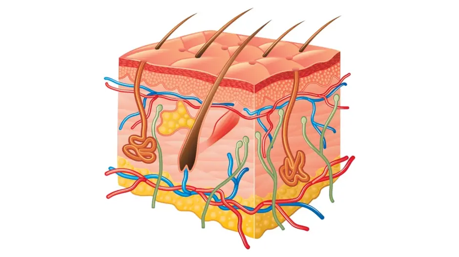 Картинка строение кожи человека