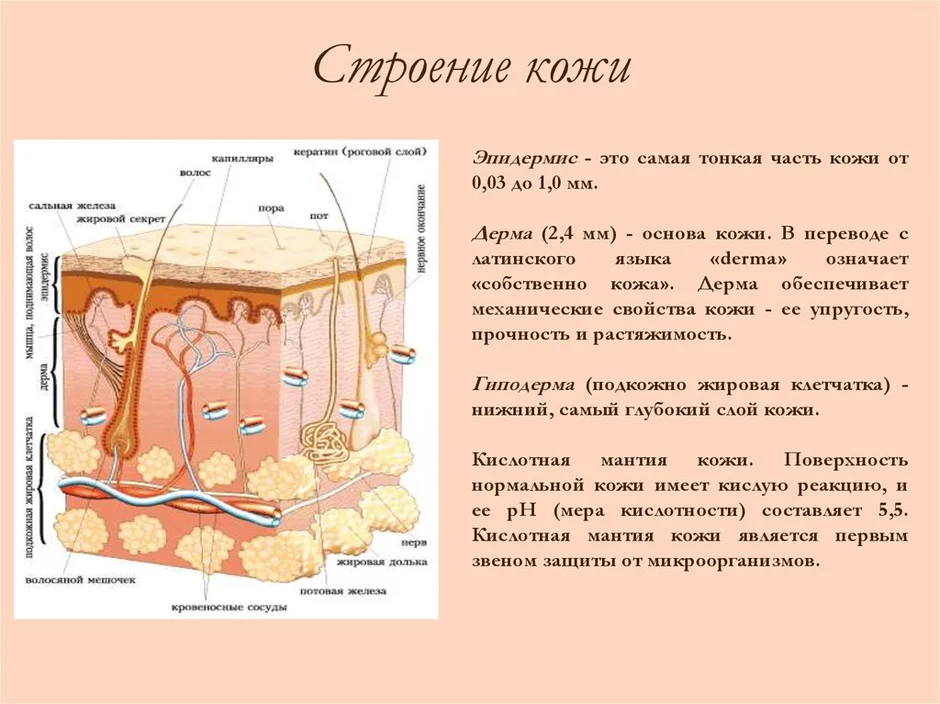 Соотнеси структуры и слои кожи с номерами под которыми они обозначены на рисунке