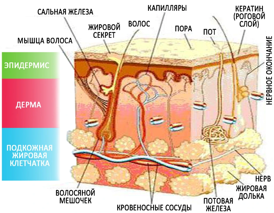 Слои кожи рисунок с подписями