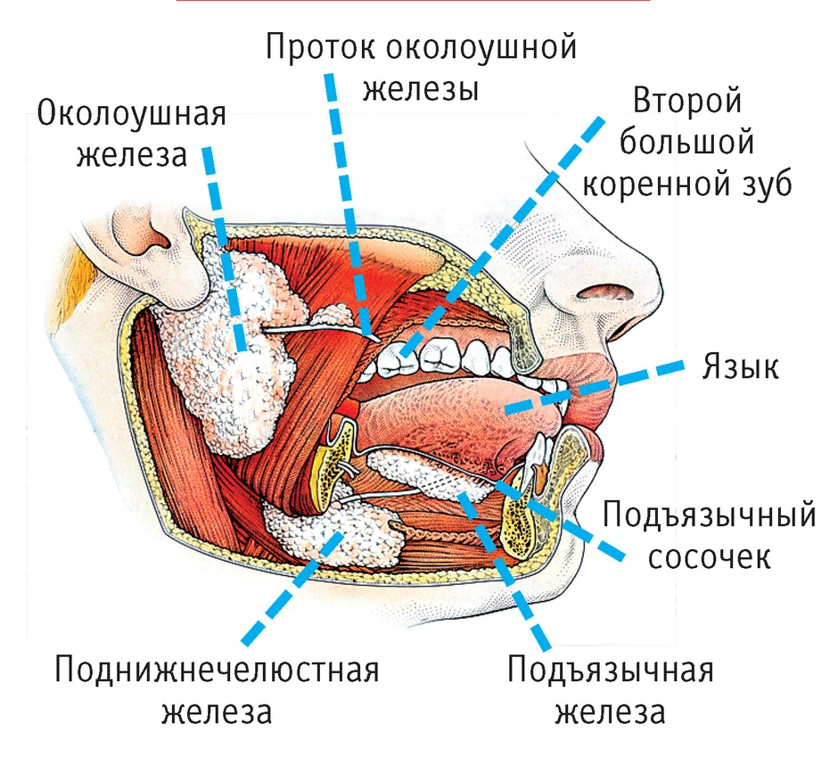 Где находится слюнная железа у человека рисунок