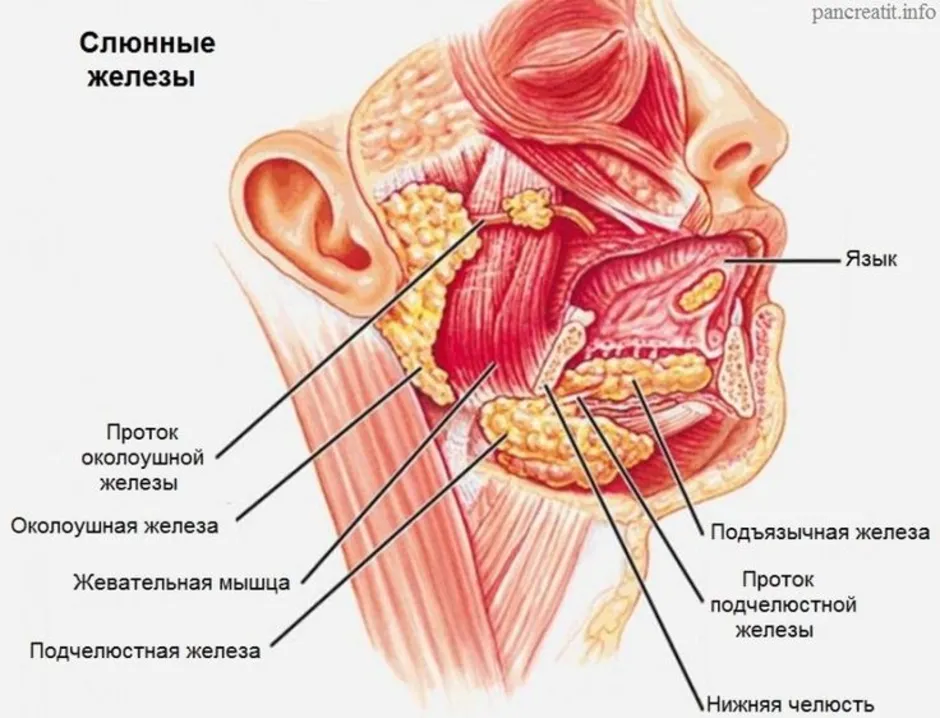 Где находятся слюнные железы у человека схема расположения у женщин