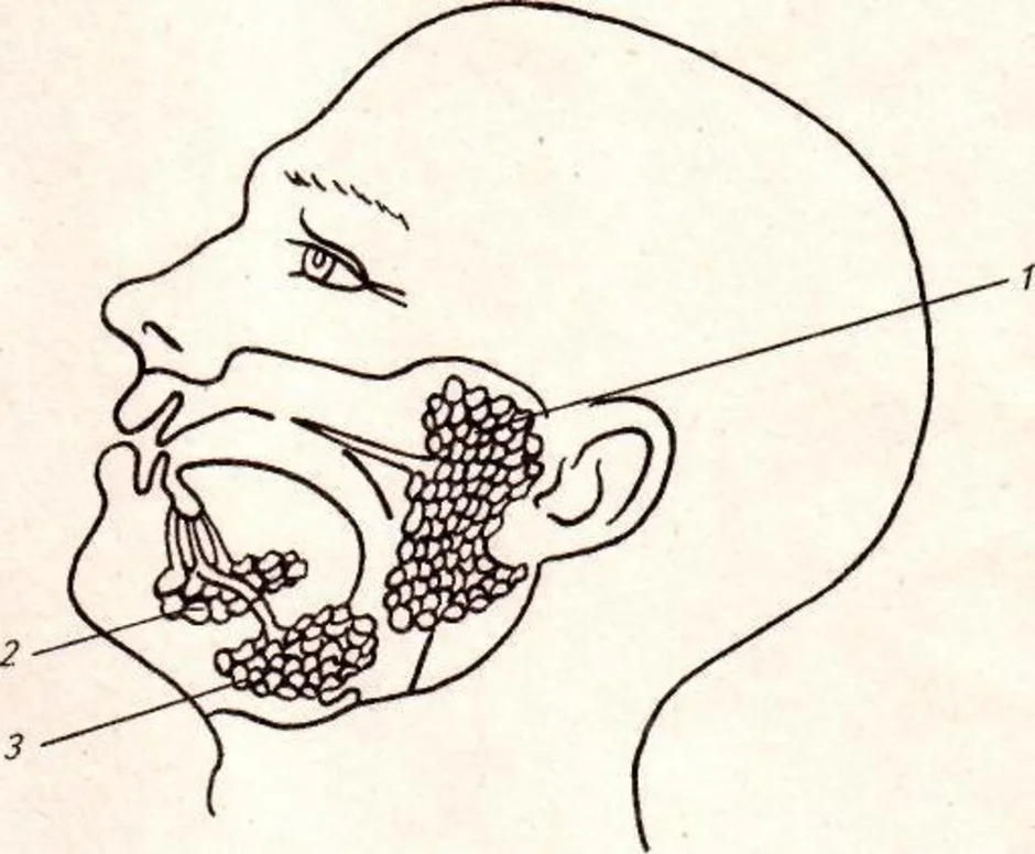 Рисунок железа. Схема расположения слюнных желез. Схема слюнных желез человека. Слюнные железы анатомия схема. Слюнные железы биология 8 класс.