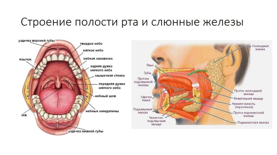 Где находятся слюнные железы у человека схема расположения у женщин