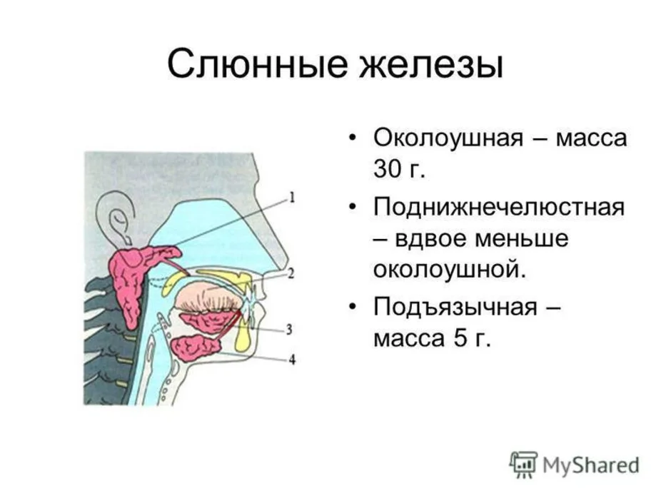 Железа ротовой полости. Строение ротовой полости слюнные железы.