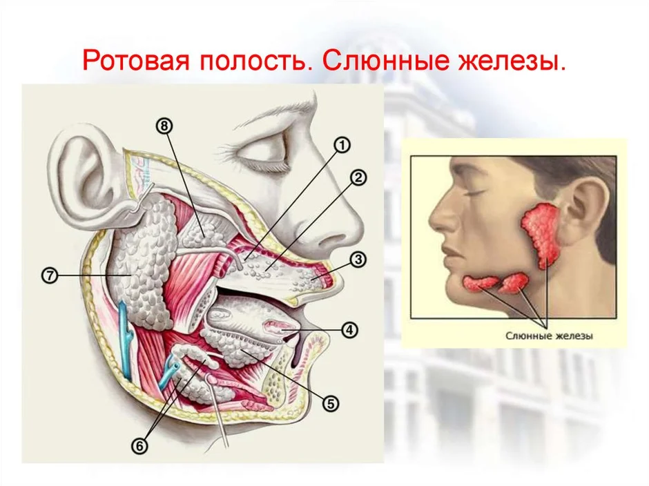 Слюнные железы картинка