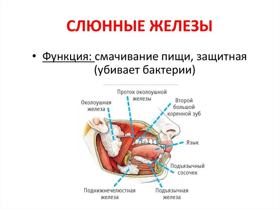 Где находится слюнная железа у человека рисунок