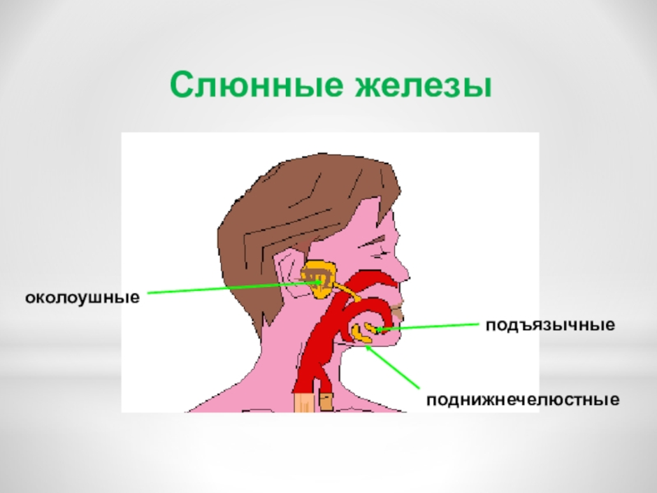 Рисунок слюнных желез. Слюнные железы околоушные подъязычные.