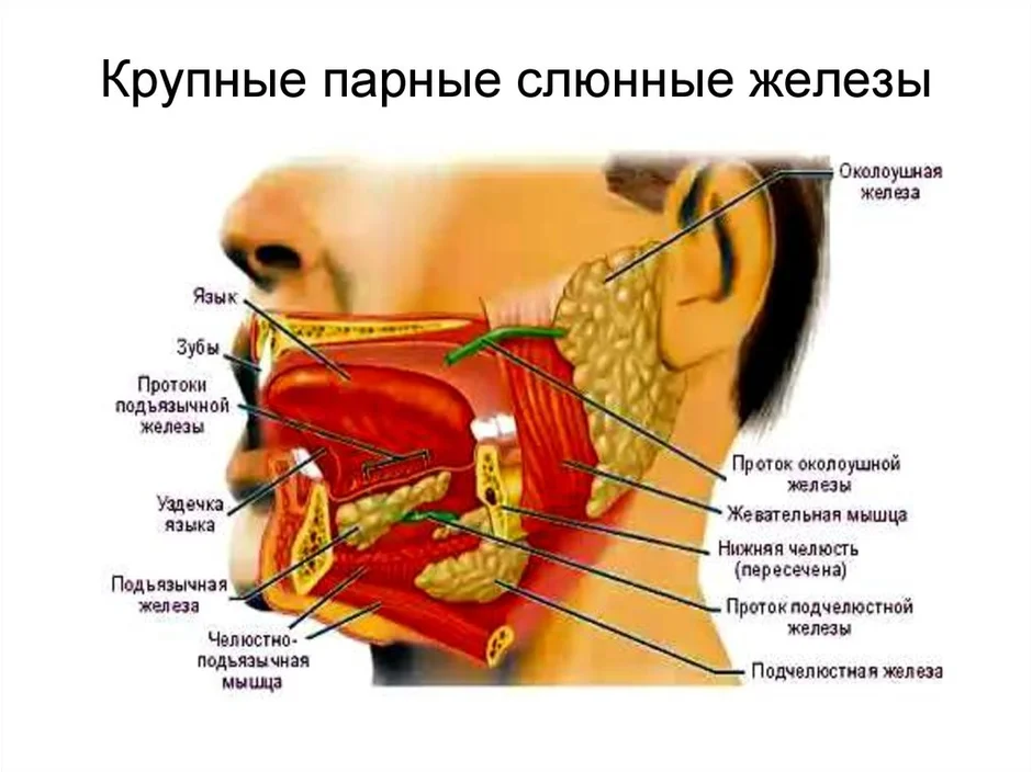 Где находятся слюнные железы у человека схема расположения у женщин