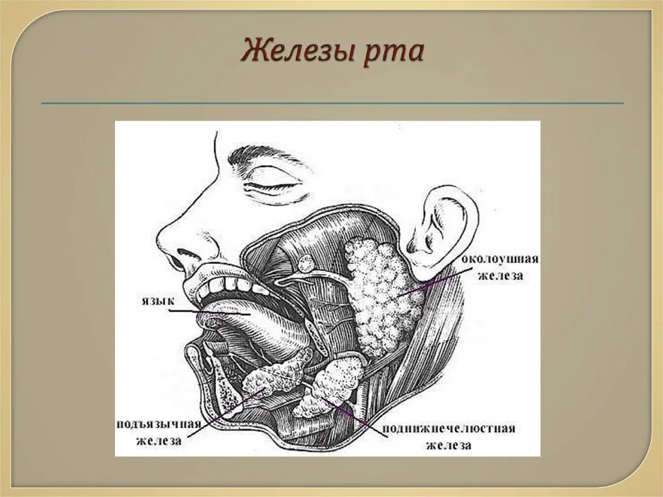 Где находятся слюнные железы у человека схема