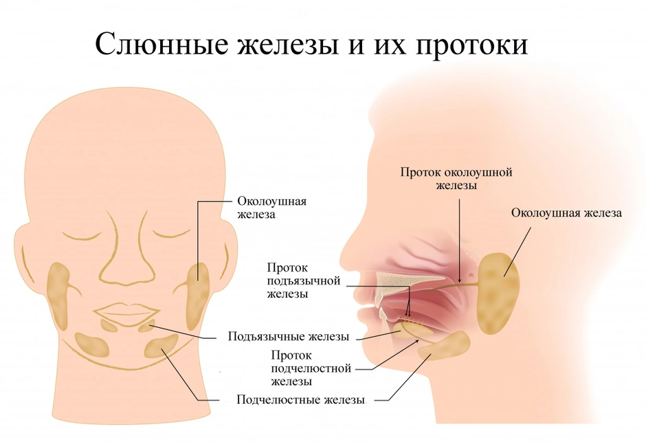 Где находятся слюнные железы у человека схема