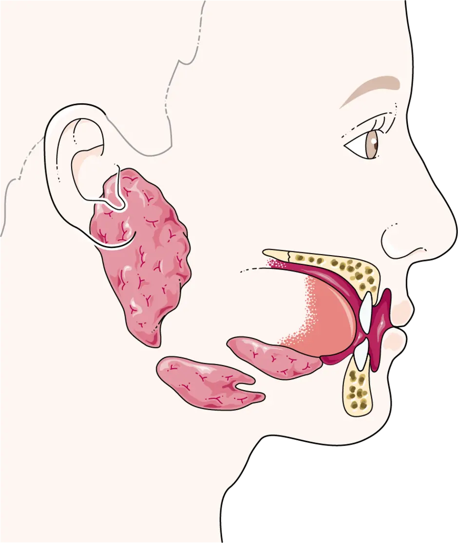 Соленая слюна во рту. Околоушная слюнная железа анатомия. Подчелюстная слюнная железа анатомия. Ротовая полость анатомия слюнные железы. Проток околоушной железы анатомия.