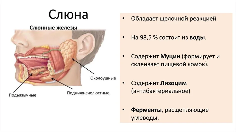 Где находятся слюнные железы у человека схема