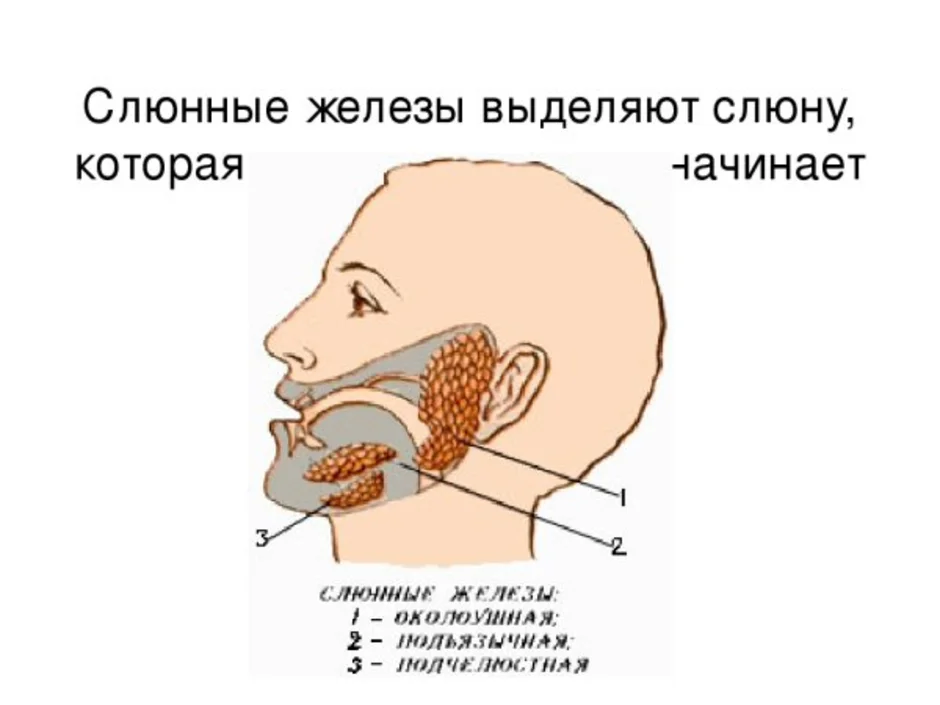 Где находится слюнная железа у человека рисунок