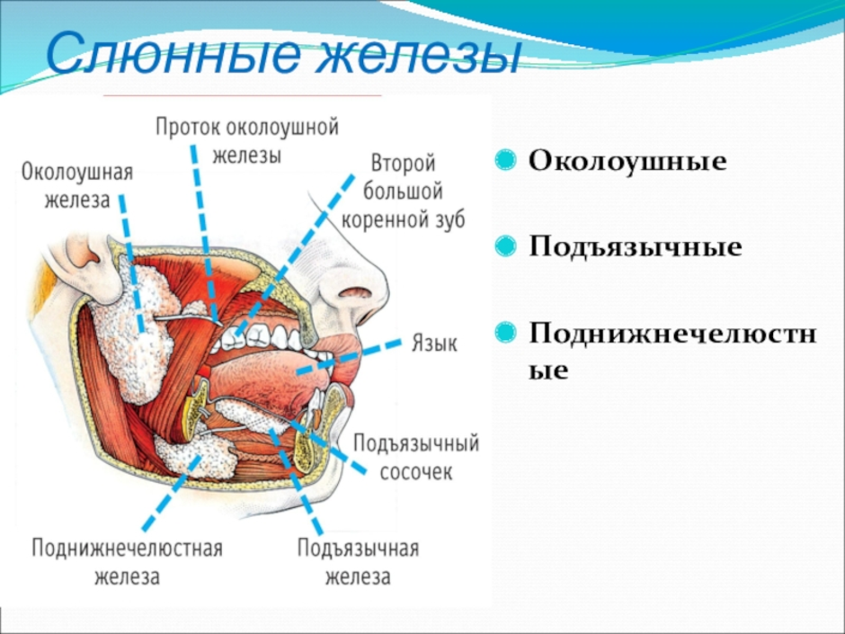 Строение околоушной железы. Проток околоушной железы анатомия. Строение подъязычной слюнной железы анатомия. Подъязычная слюнная железа топография строение. Секрет подъязычной слюнной железы.